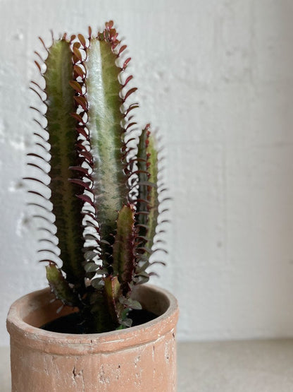 Euphorbia trigona purpurea