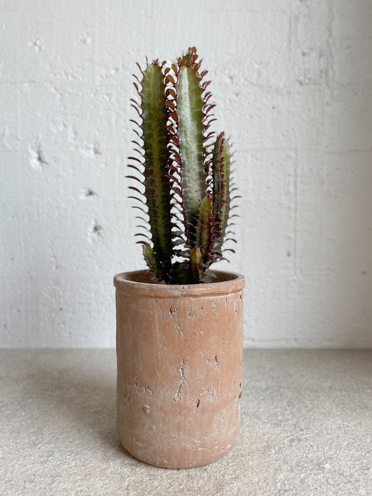 Euphorbia trigona purpurea