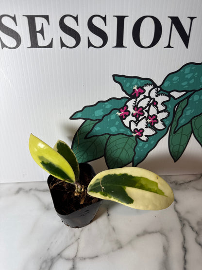 Hoya verticillata ‘Suet Jade’ (Outer variegated),  (aka sp. Yangzhi), Very Rare