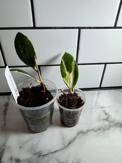 Variegated Hoya Bundle # 2