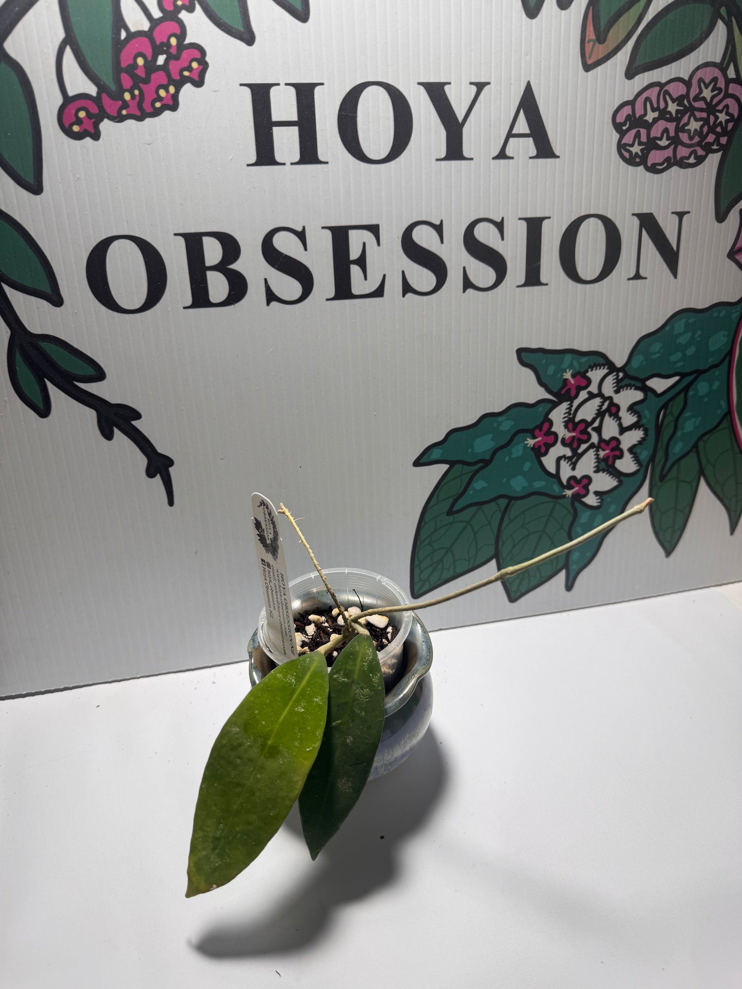 Hoya ruthiae (aka UT-168)