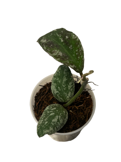 Hoya waymaniae ‘Cloudy Sky’ , Extremely Rare