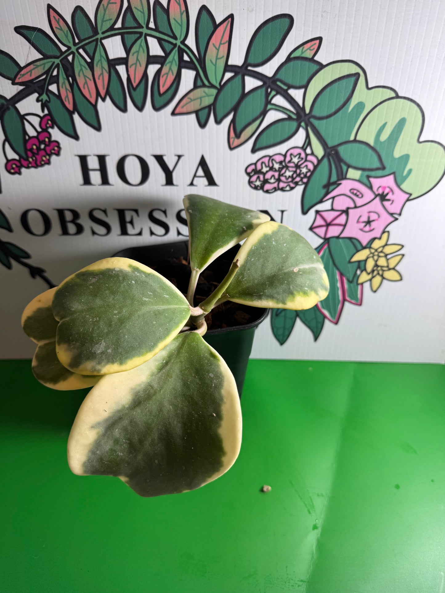 Hoya kerrii (Outer variegated) - Cuttings