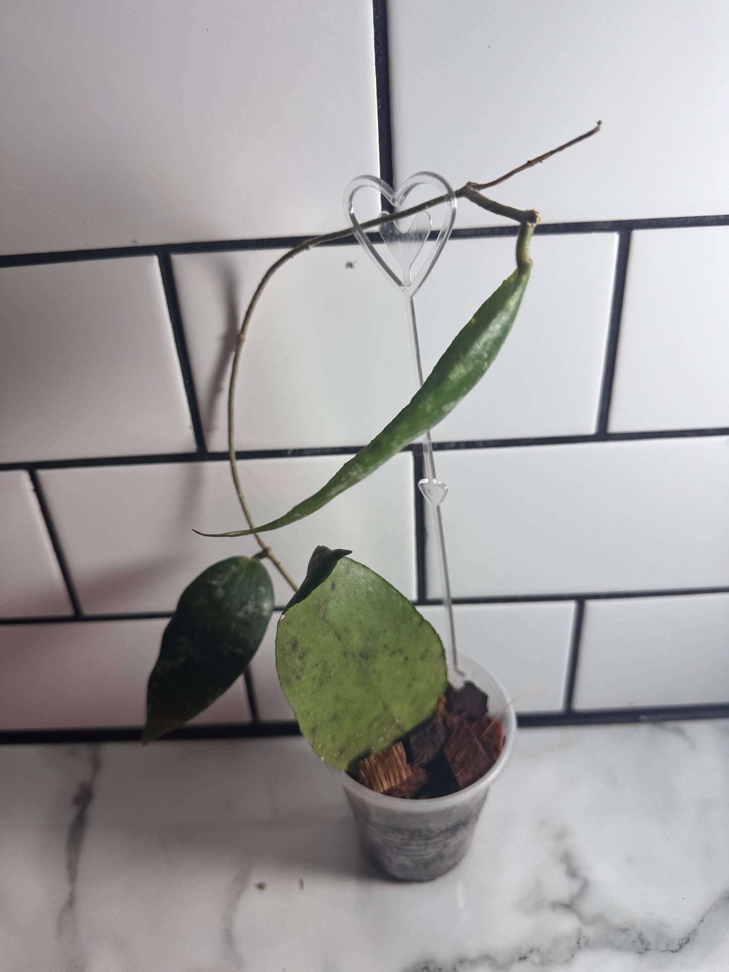 Hoya caudata Sumatra
