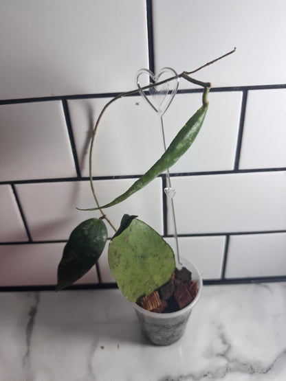 Hoya caudata Sumatra