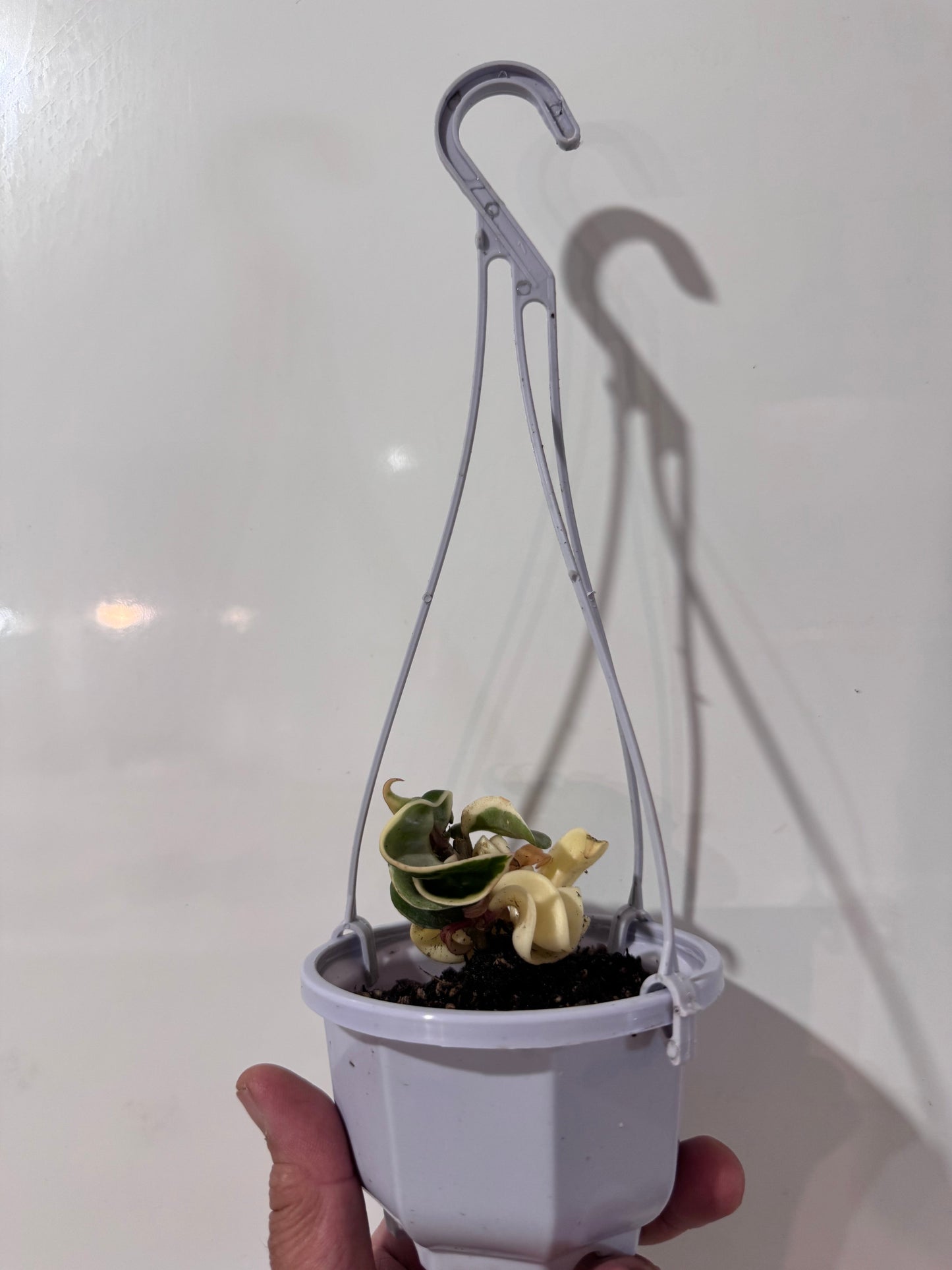 Budget-Friendly Hoya compacta ‘Regalis’