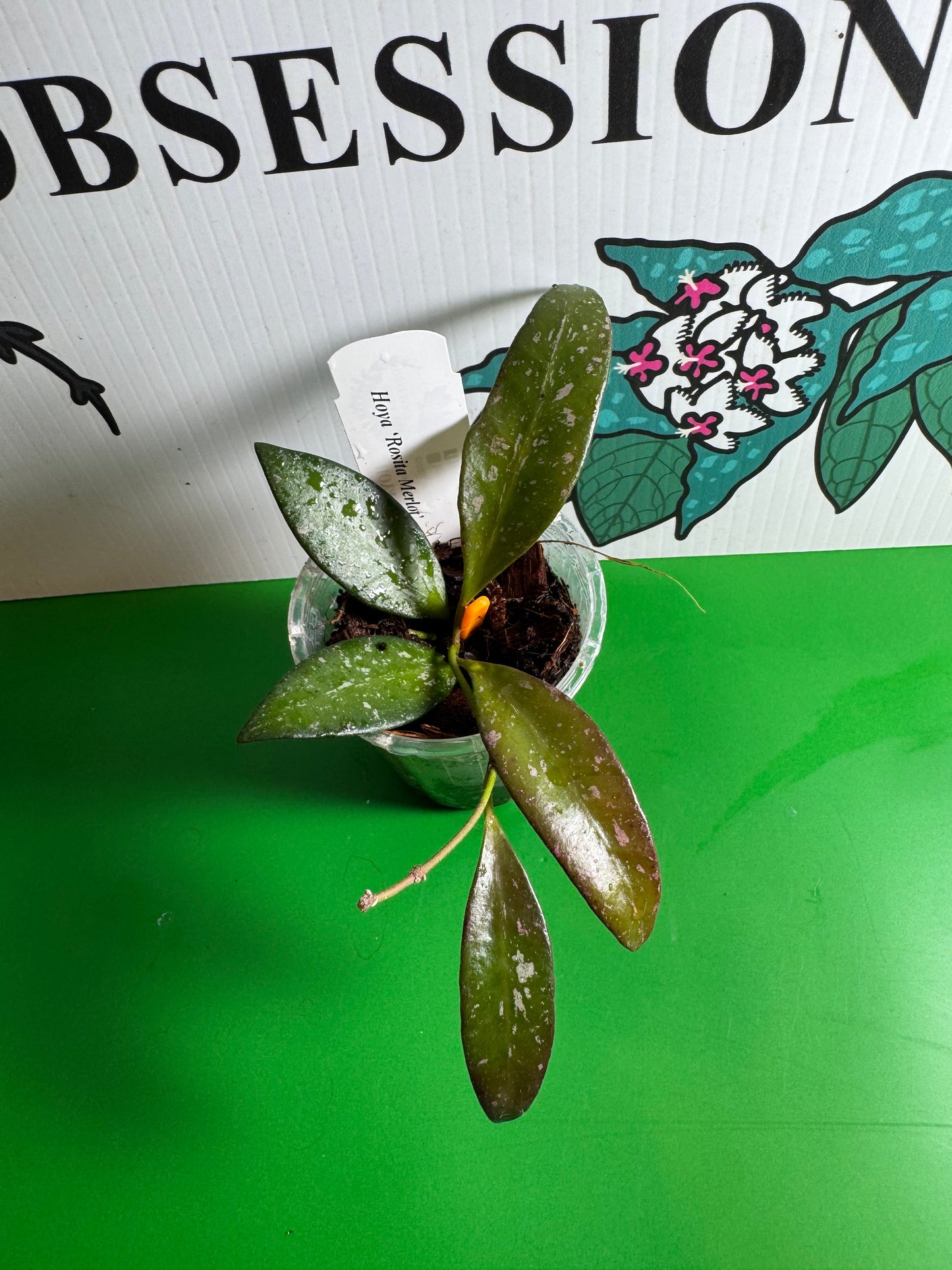 Hoya ‘Rosita (Merlot)