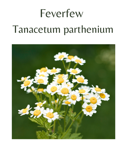Feverfew_250_seeds
