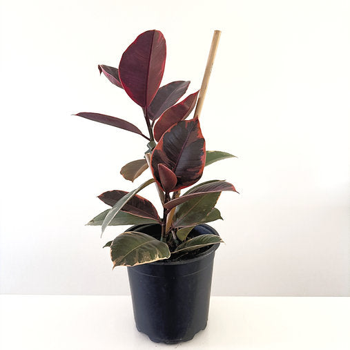 Ficus elastica 'Ruby' 14cm