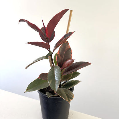 Ficus elastica 'Ruby' 14cm
