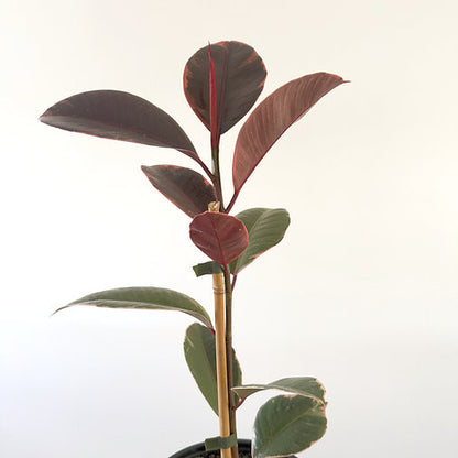 Ficus elastica 'Ruby' 14cm
