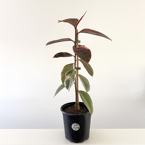 Ficus elastica 'Ruby' 14cm