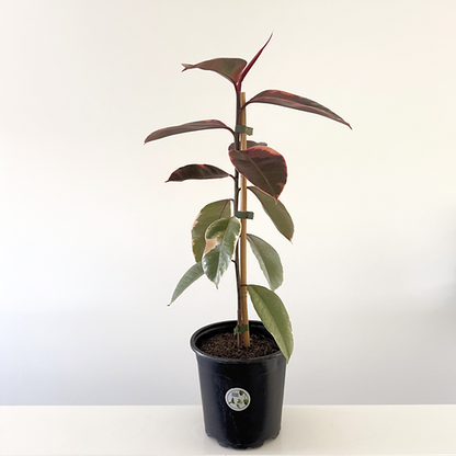 Ficus elastica 'Ruby' 14cm
