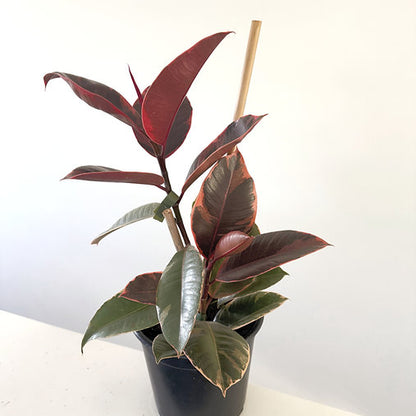Ficus elastica 'Ruby' 14cm