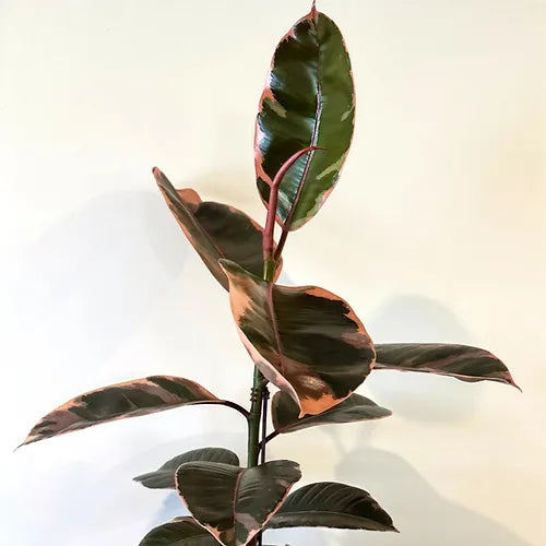 Ficus elastica 'Ruby'