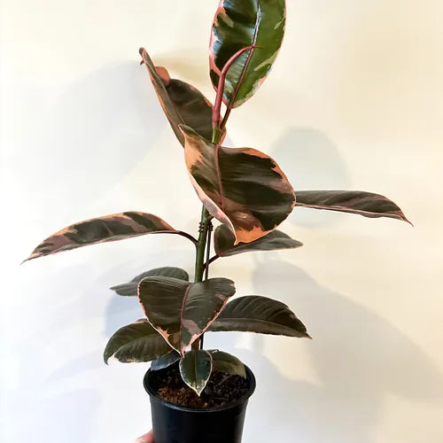 Ficus elastica 'Ruby'