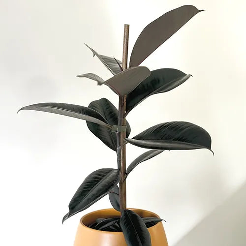 Ficus elastica 'Dark Knight'