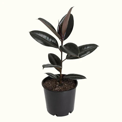 Ficus elastica 'Dark Knight'