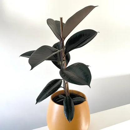 Ficus elastica 'Dark Knight'