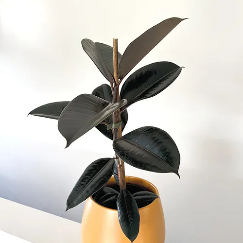 Ficus elastica 'Dark Knight'