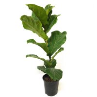 Fiddle Leaf Fig 3.3ltr