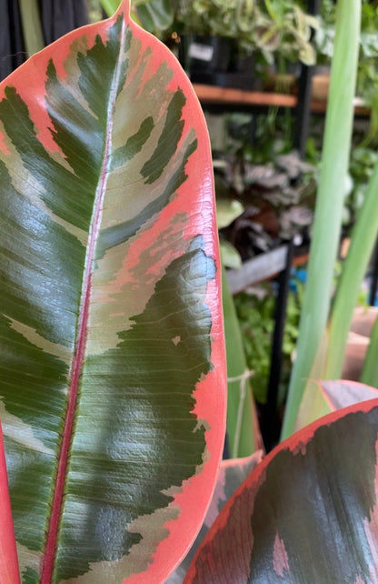 Ficus elastica 'Ruby'