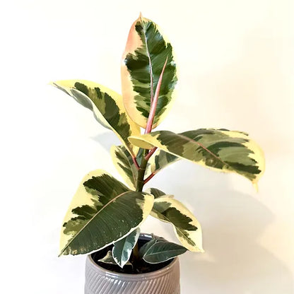 Ficus elastica 'Tineke'