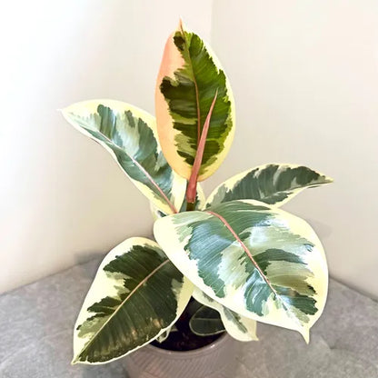 Ficus elastica 'Tineke'