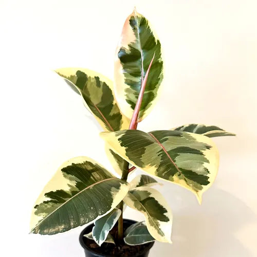 Ficus elastica 'Tineke'