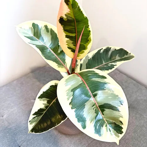 Ficus elastica 'Tineke'