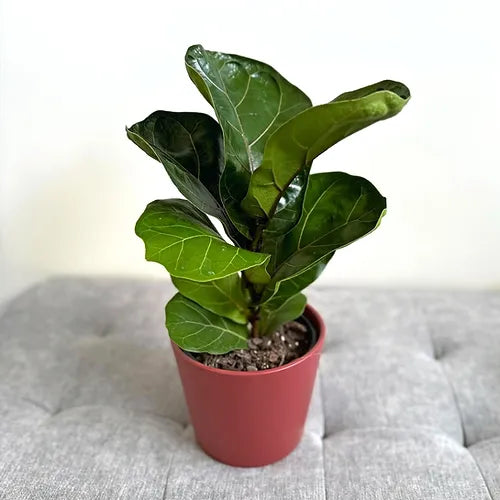 Fiddle Leaf Fig 'Bambino'