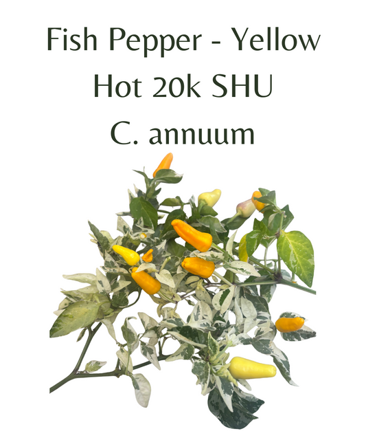 Fish_Pepper_-_Yellow_Chilli_Seeds_10_seeds