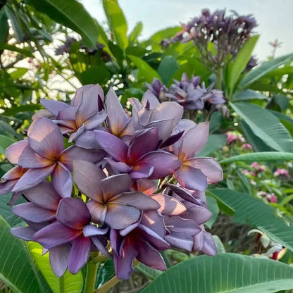 Tropical Frangipani 'Blue Canyon'