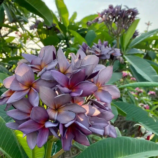 Tropical Frangipani 'Blue Canyon'