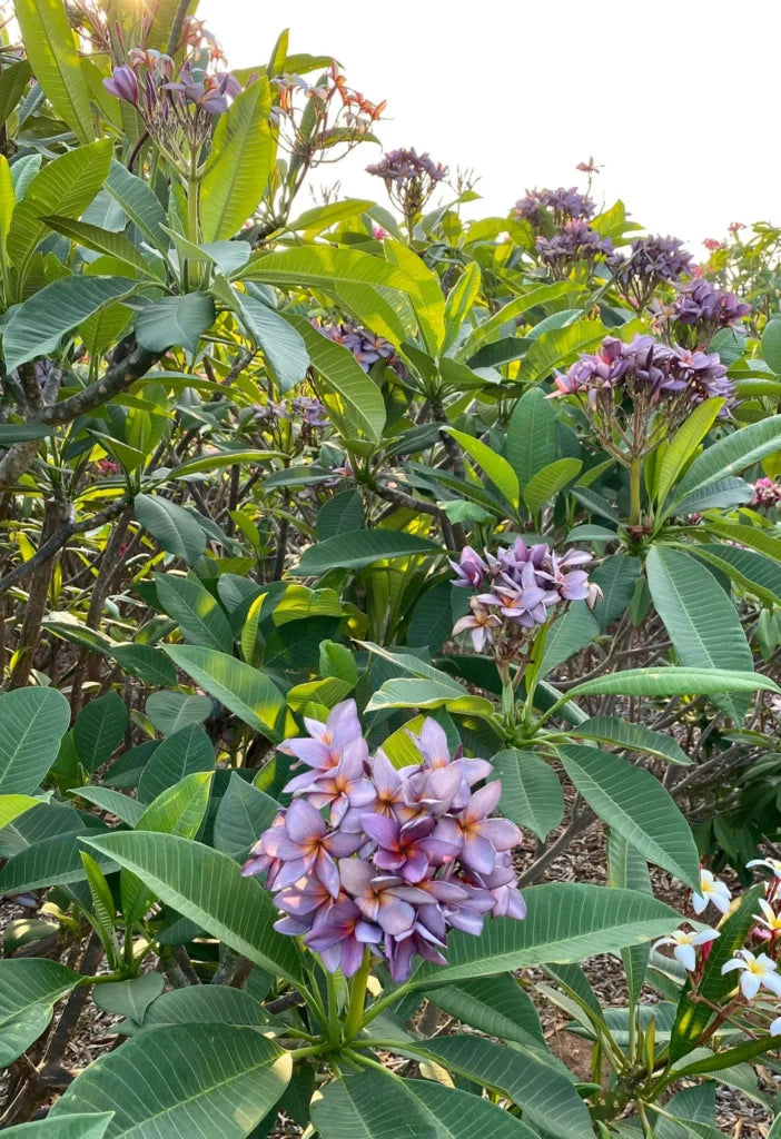 Tropical Frangipani 'Blue Canyon'