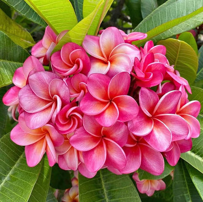 Tropical Frangipani 'Coconut Ice'