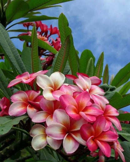 Tropical Frangipani 'Coconut Ice'