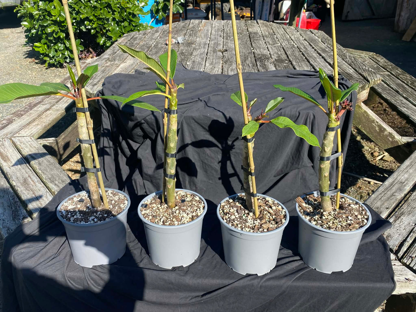 熱帶雞蛋花（泰國混種） <br><i>雞蛋花</i>