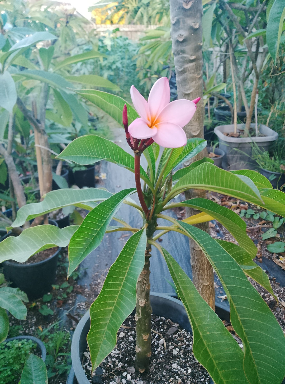 Tropical Frangipani 'Hangale'