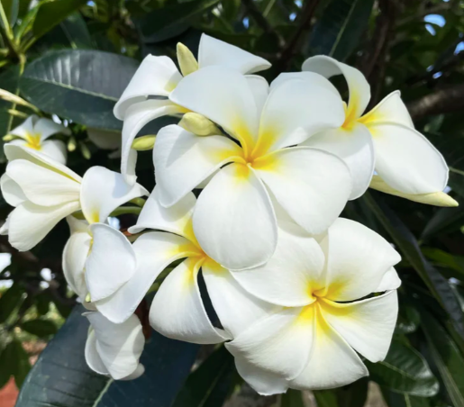Tropical Frangipani 'Singapore White'