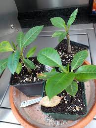 Tropical Frangipani 'Gee Petch' (Small starter seedling)
