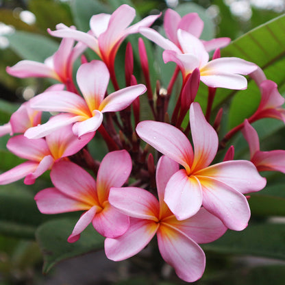 Tropical Frangipani 'TS Omaha Pink'