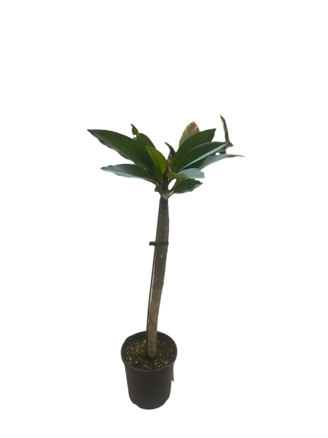 Tropical Frangipani 'Celadine' (Classic White & Yellow)