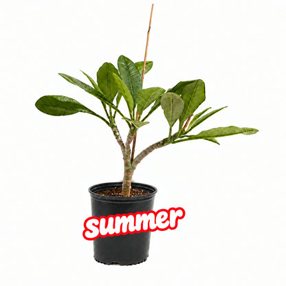 Tropical Frangipani 'Celadine' (Classic White & Yellow)