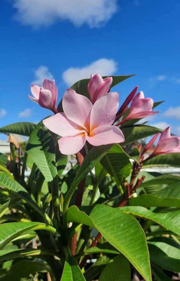 Tropical Frangipani 'Hangale'