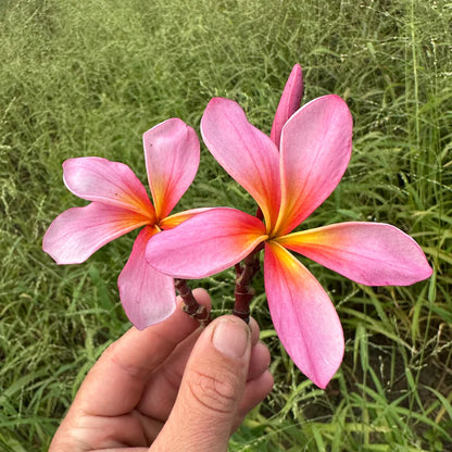 Tropical Frangipani 'TS Omaha Pink'