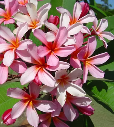Tropical Frangipani 'TS Omaha Pink'