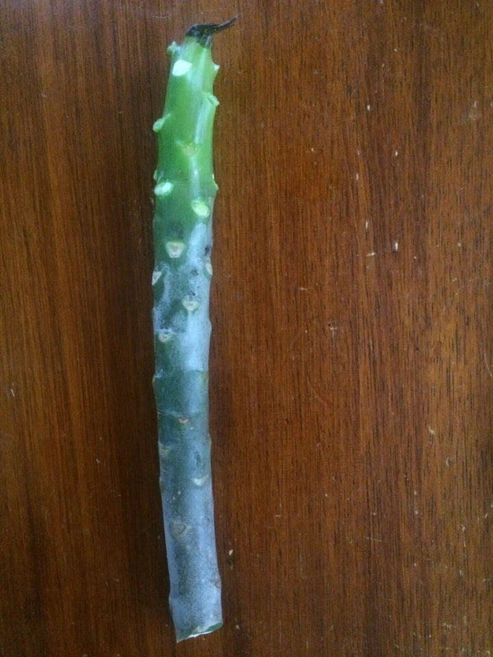 Tropical Frangipani 'Celadine' (Classic White & Yellow)