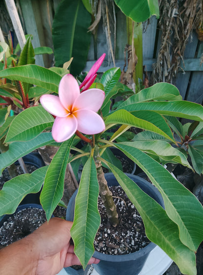 Tropical Frangipani 'Hangale'