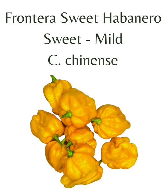 Frontera_Sweet_Habanero_Chilli_Seeds_10_seeds